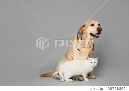 Cute Labrador dog with stethoscope as veterinarian and cat on grey background. Space for text Cute Labrador dog with stethoscope as veterinarian and cat on grey background. Space for text 98798862