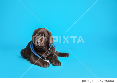 Cute Labrador dog with stethoscope as veterinarian on light blue background. Space for text 98798868