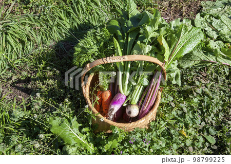 カゴに収穫したばかりの新鮮な野菜 カゴに収穫したばかりの新鮮な野菜 98799225