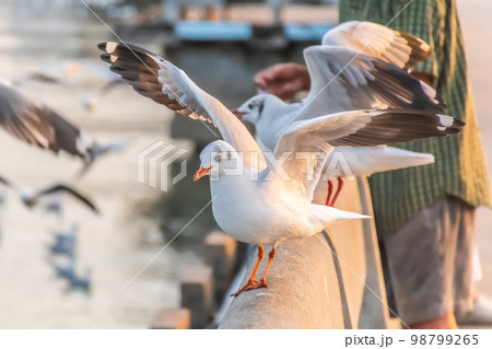 The seagull is standing on the edge of the bridge. The seagull is standing on the edge of the bridge. 98799265