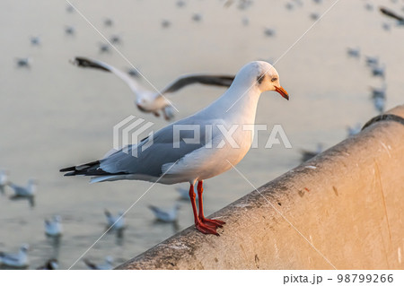 The seagull is standing on the edge of the bridge. The seagull is standing on the edge of the bridge. 98799266