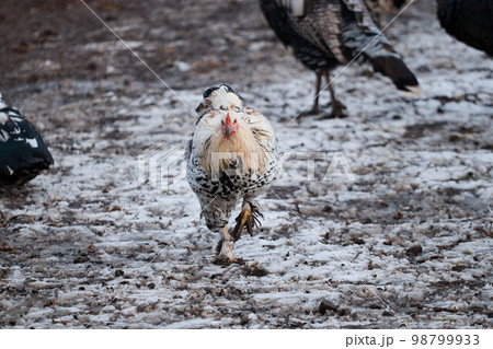 domestic rooster on farm, close-up, rooster portrait, bird, crest and sharp beak domestic rooster on farm, close-up, rooster portrait, bird, crest and sharp beak 98799933