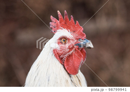 domestic rooster on farm, close-up, rooster portrait, bird, crest and sharp beak 98799941