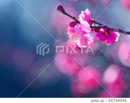 紅梅と背景の輝き 紅梅と背景の輝き 98799946