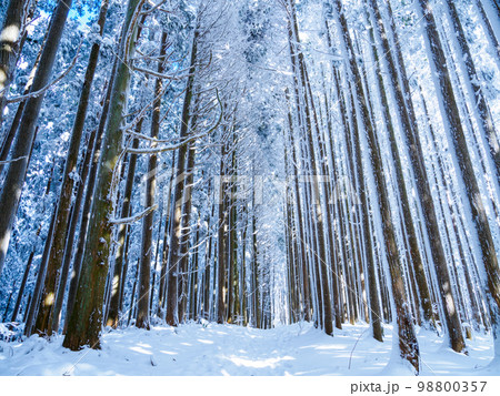 ダイヤモンドトレイルの樹氷の並木道 ダイヤモンドトレイルの樹氷の並木道 98800357