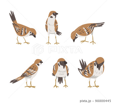 Sparrow as Brown and Grey Small Passerine Bird with Short Tail Vector Set 98800445