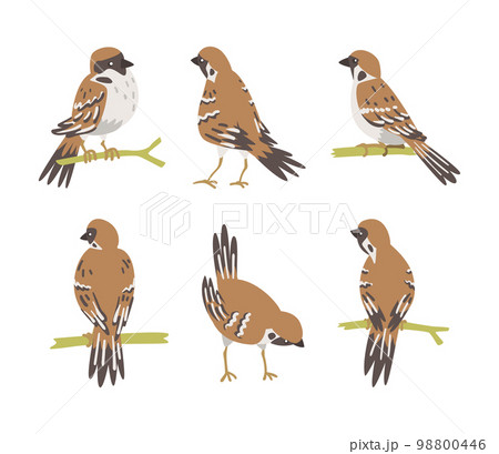 Sparrow as Brown and Grey Small Passerine Bird with Short Tail Vector Set 98800446