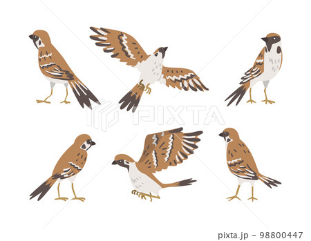 Sparrow as Brown and Grey Small Passerine Bird with Short Tail Vector Set 98800447