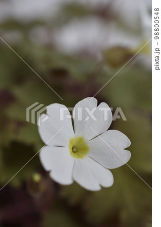 プリムラシネンシス 98800548