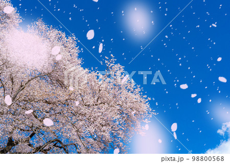 【桜吹雪素材】わに塚の桜と桜吹雪イメージ【山梨県】 98800568