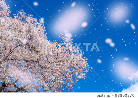 【桜吹雪素材】わに塚の桜と桜吹雪イメージ【山梨県】 【桜吹雪素材】わに塚の桜と桜吹雪イメージ【山梨県】 98800570