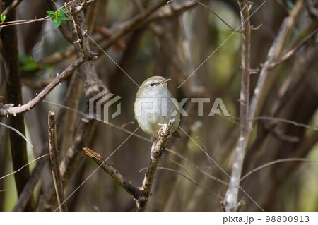 藪の中のウグイス 藪の中のウグイス 98800913