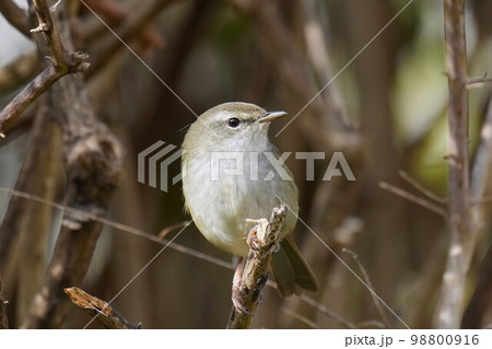 藪の中のウグイス 藪の中のウグイス 98800916