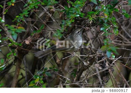 藪の中のウグイス 98800917