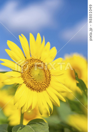 蒜山高原にヒマワリ咲く頃 98801049