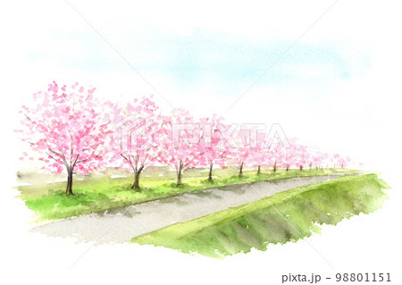 土手に咲く桜の木　水彩画 98801151
