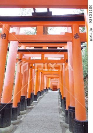 千本鳥居の風景_伏見稲荷大社 98801186