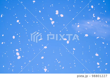 【桜吹雪素材】青空に舞う桜吹雪【長野県】 98801227