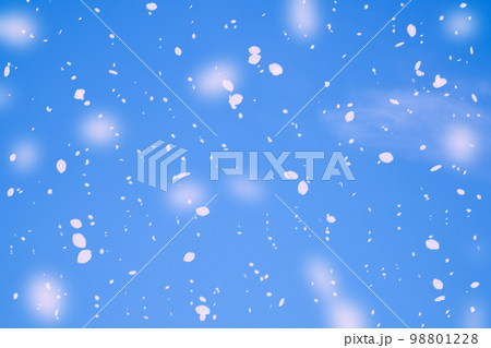 【桜吹雪素材】青空に舞う桜吹雪【長野県】 98801228