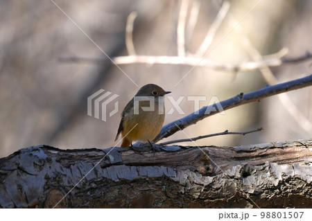 枝にとまるジョウビタキ 98801507