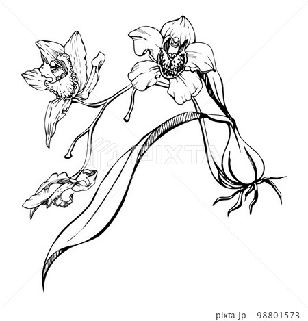 Orchid Tattoo Stock Illustrations  1564 Orchid Tattoo Stock  Illustrations Vectors  Clipart  Dreamstime