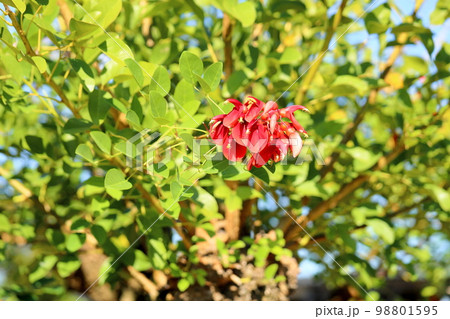アメリカデイゴの花 98801595