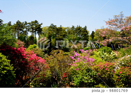 大桑原(おおかんばら)つつじ園へ行きました #38 大桑原(おおかんばら)つつじ園へ行きました #38 98801769