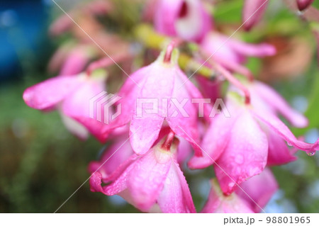 デンドロビュームの花びらのアップ 98801965