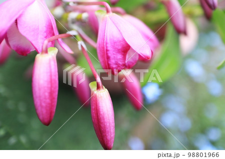 デンドロビュームの蕾のアップ 98801966