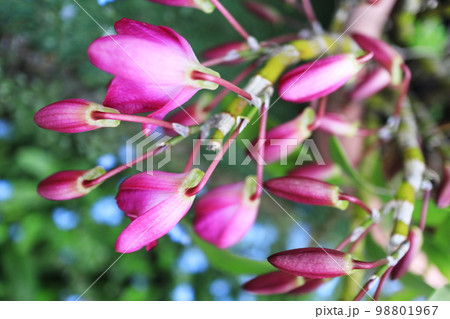 デンドロビュームの赤い蕾 98801967