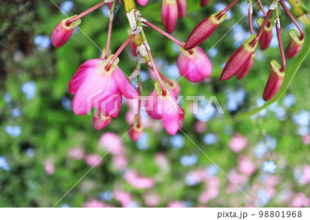 下を向くデンドロビュームの花 98801968