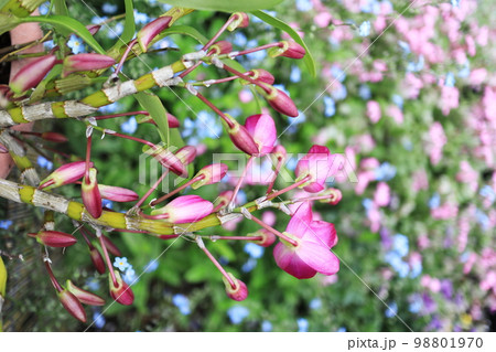 デンドロビュームの綺麗な花 98801970