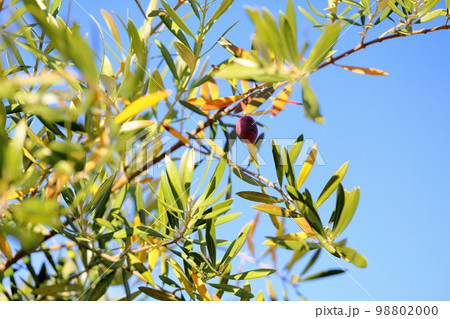 色づくオリーブの実 98802000