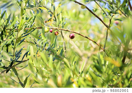色づくオリーブの実 98802001