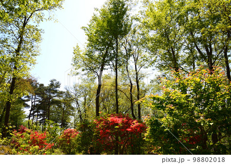 大桑原(おおかんばら)つつじ園へ行きました #49 大桑原(おおかんばら)つつじ園へ行きました #49 98802018