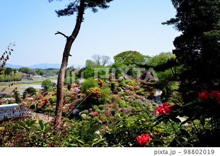大桑原（おおかんばら）つつじ園へ行きました　＃50 98802019