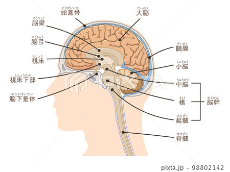 脳、大脳、脊髄、脳幹、小脳のイラスト 98802142