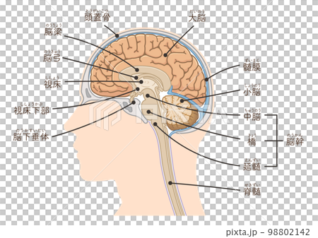 大腦、大腦、脊髓、腦幹、小腦的插圖 大腦、大腦、脊髓、腦幹、小腦的插圖 98802142