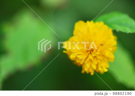 鮮やかな黄色を放つヤエヤマブキ 98802190