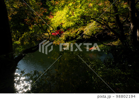 青空の下の鎌北湖と紅葉 98802194