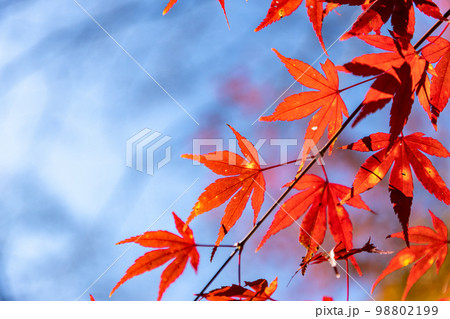 青空の下の鎌北湖と紅葉 青空の下の鎌北湖と紅葉 98802199