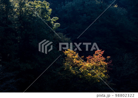 青空の下の鎌北湖と紅葉 98802322