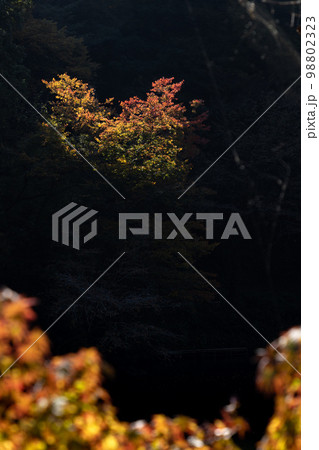 青空の下の鎌北湖と紅葉 98802323