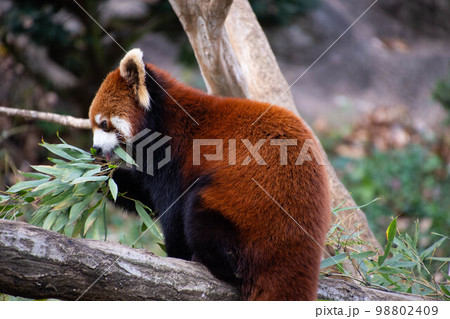 竹の葉を食べるレッサーパンダ 98802409