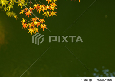 青空の下の鎌北湖と紅葉 98802466