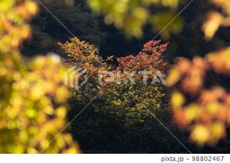 青空の下の鎌北湖と紅葉 98802467