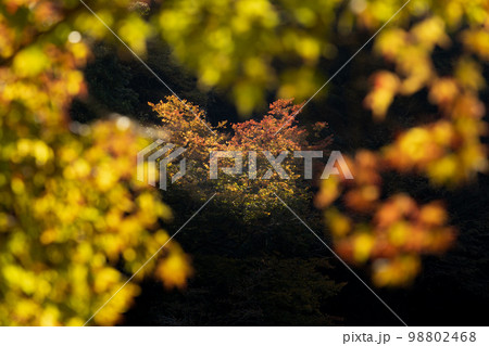 青空の下の鎌北湖と紅葉 98802468