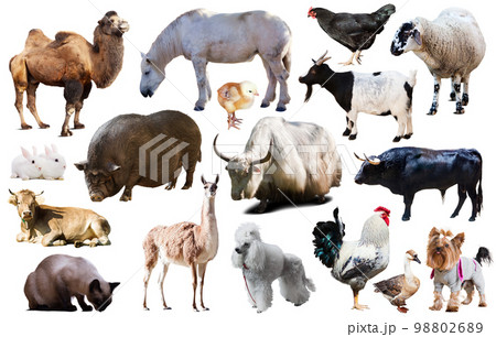 collection farm animals collection farm animals 98802689