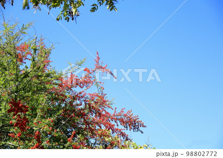 ピラカンサスの実 ピラカンサスの実 98802772