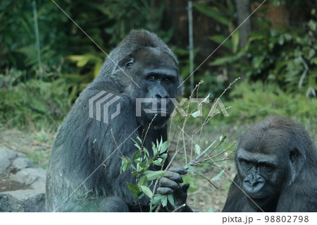 強く逞しいゴリラの家族 98802798